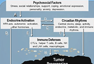 Stress and Breast Cancer Study